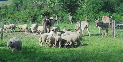 Agriculteurs Assieu