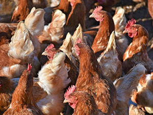 Grippe aviaire en Isère