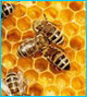 Apiculture